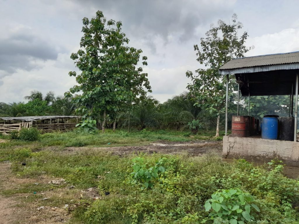 Invest Smartly in West Africa palm tree farm for sale (9)